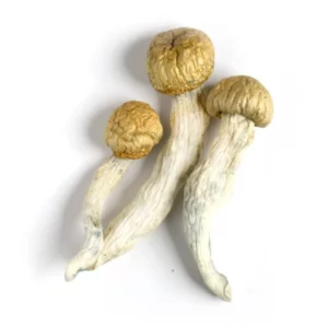 Penis Envy Mushrooms